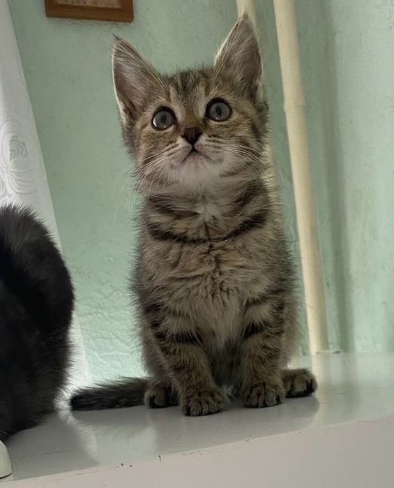 Котенок, девочка 1 месяц