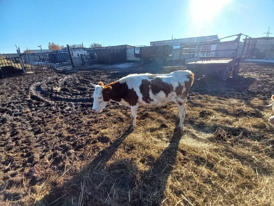 Продам коров стелных