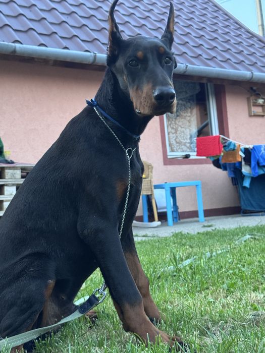Cățeluș Doberman de 11 luni cu pedigree la reducere