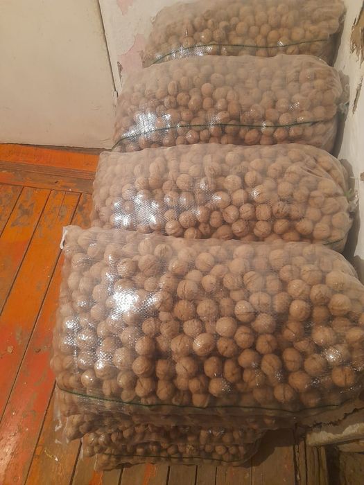 Таудың жаңғағы дәмі күшті