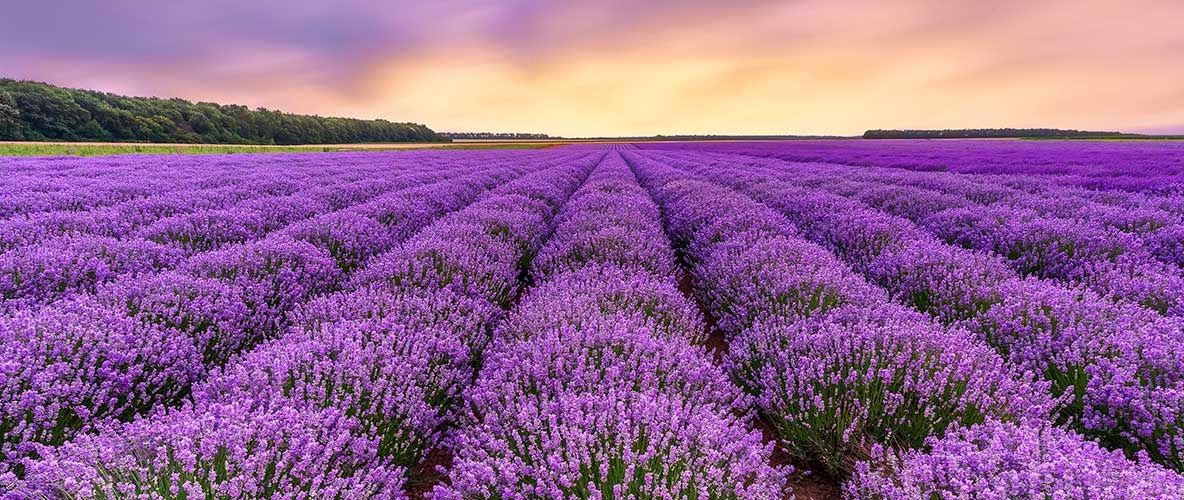 Lavanda yostig'i лаванда ёстик (AROMA TERAPIYA)