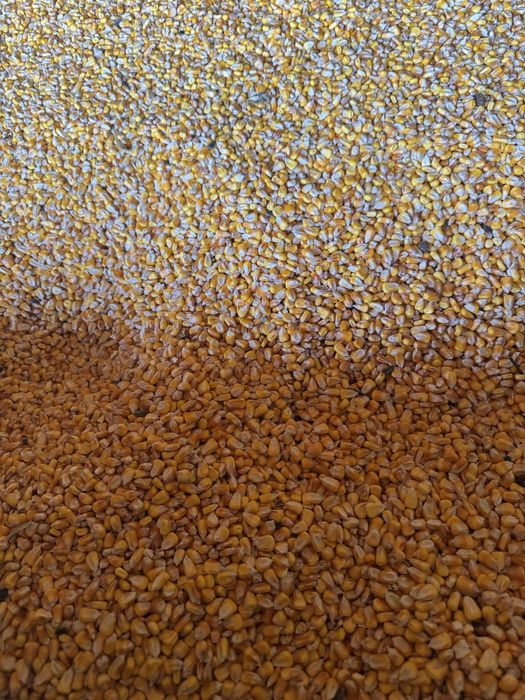 Vând grăunte productie 2025