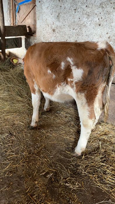 Vând vitea Bălțat forte frumoasă