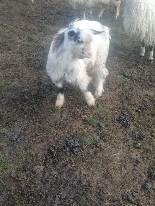Vând 2 capre ,3 iede și un ied