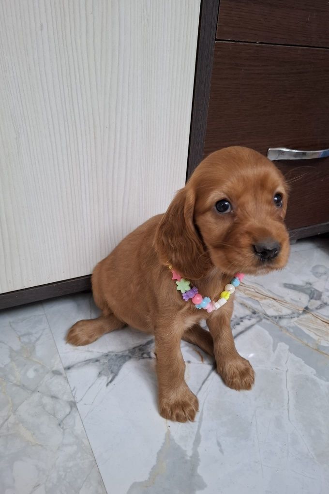 Cocker spaniel gold