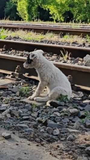 Cățeluși pt adopție