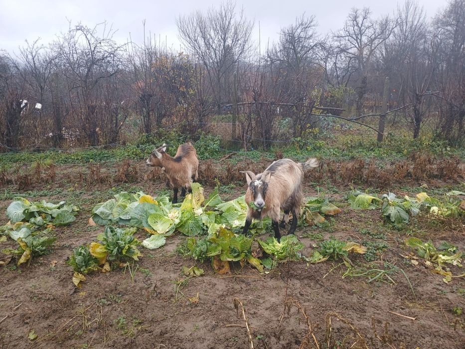 De vânzare două capră montato.