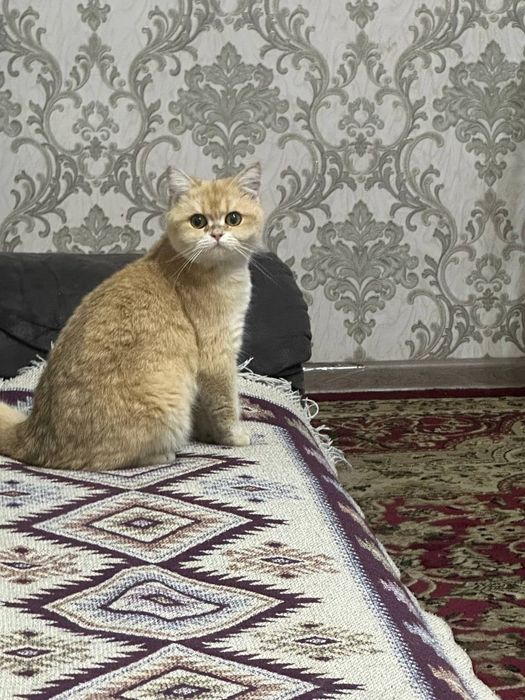 Shinshilla ny 12 qiz