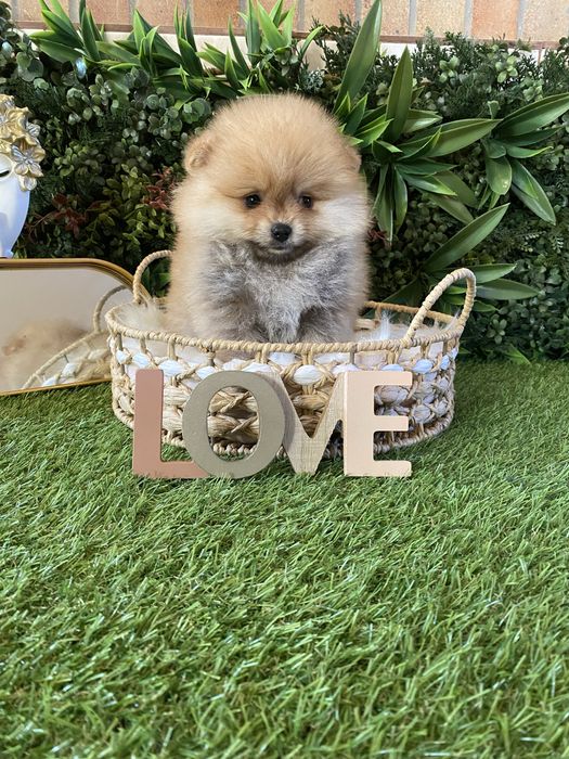 Pomeranian- 2 luni Carnet de sanatate