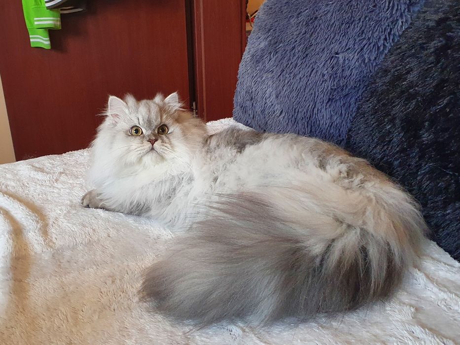 Британско бяло котенце