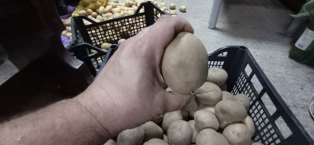 Картофи сорая на едро
