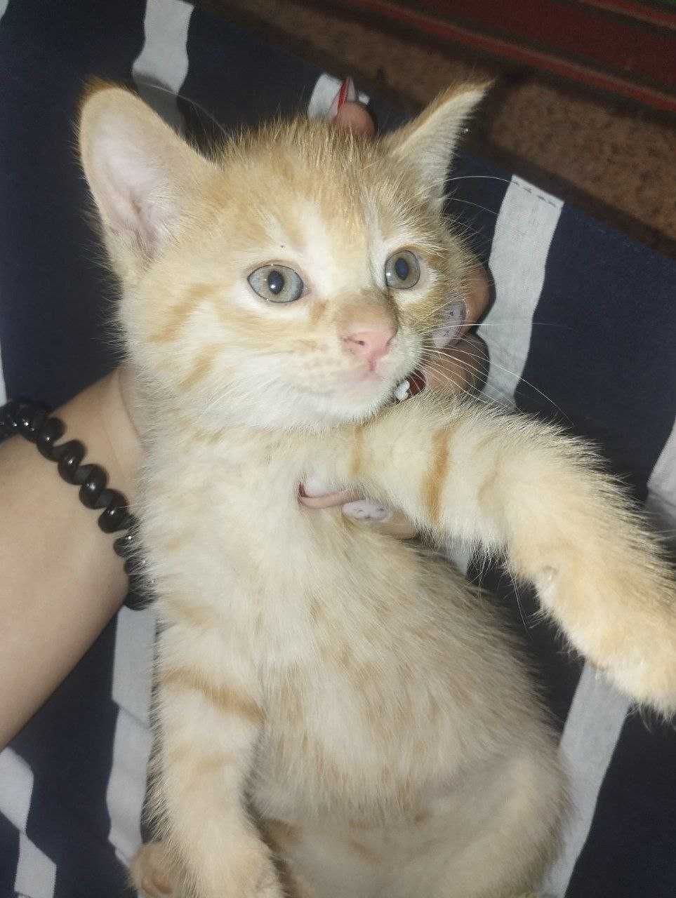 Отдам котят бесплатно
