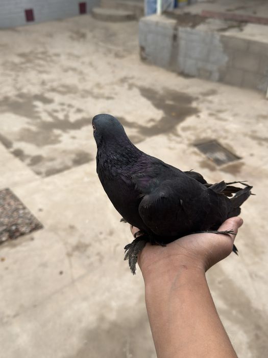 Kabutar donasi 50 mingdan