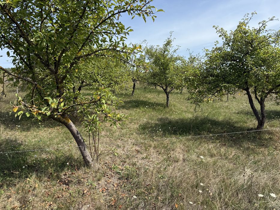 Vand teren intravilan 29 ari front 24 la drum comuna Hereclean