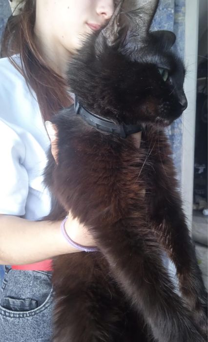 Котята девочки ищут дом