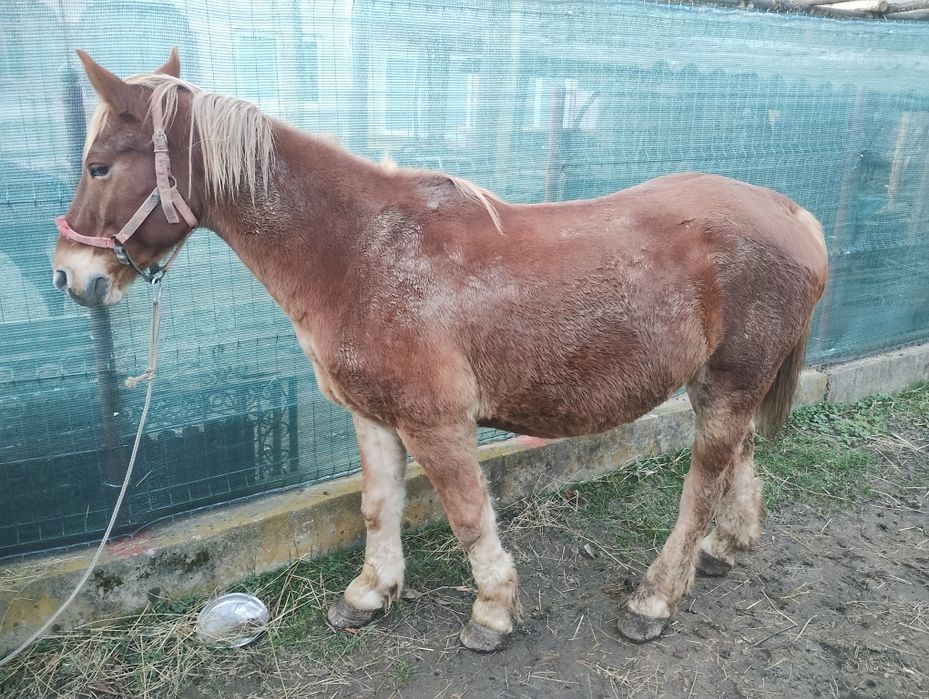 Vând cal bun de ham