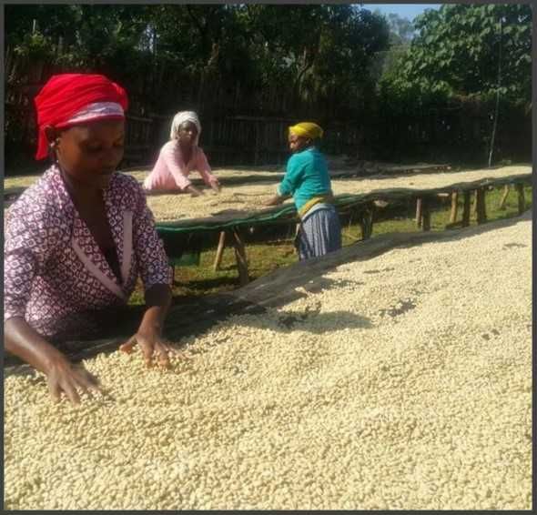 Cafea Verde - ETIOPIA Yirgacheffe Dumerso 2022, Arabica 100%