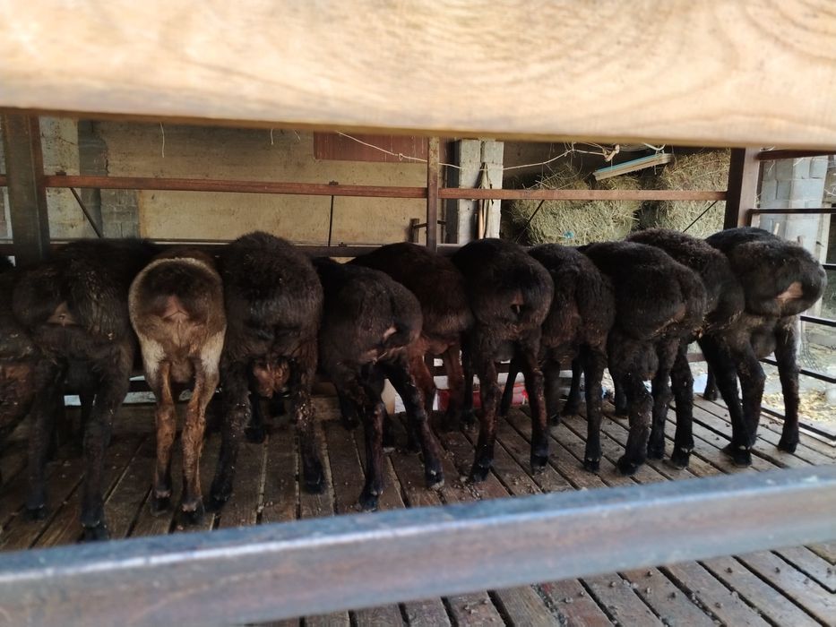 Қошқарлар сатылады