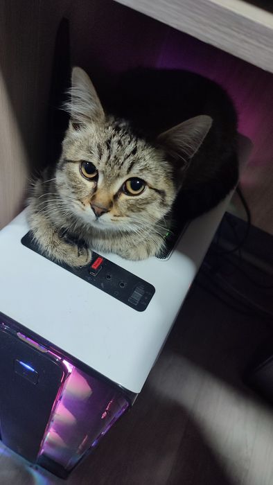 Отдам котенка мальчик