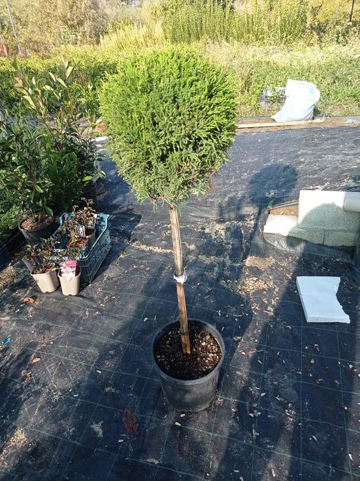 Лейланд топиар 1м.