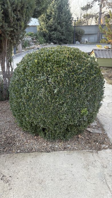 Самшит вечнозеленый