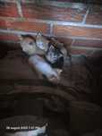 Donez pisici mici