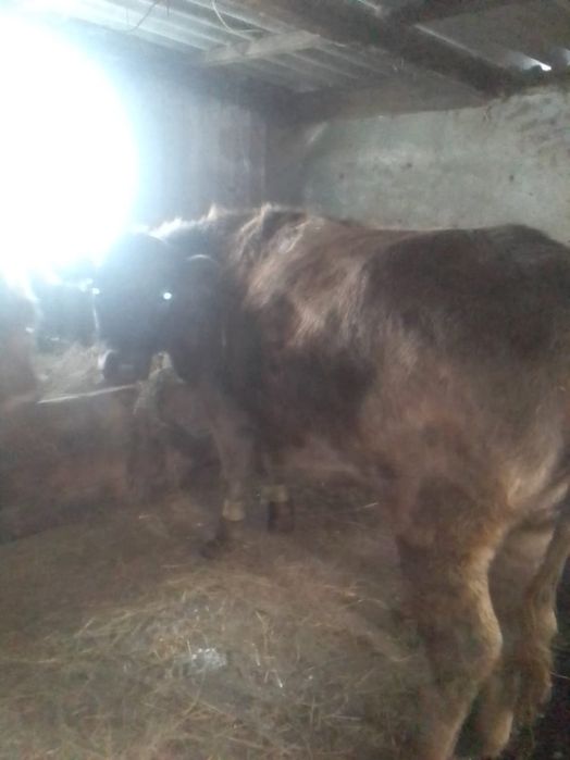 Продаёться телка