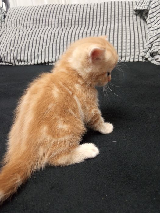 Продам британскую кошечку