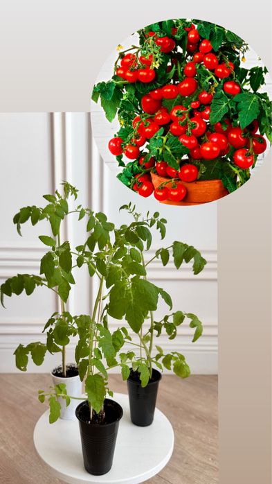 Томат «Балконное чудо»