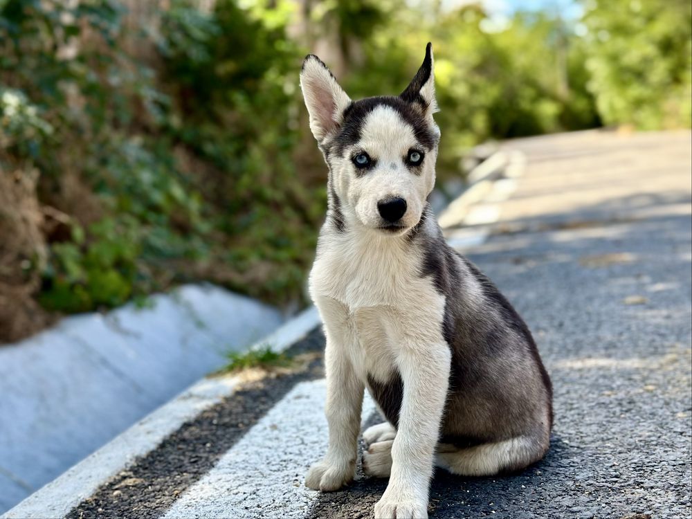 Femela husky siberian(exemplar deosebit)!