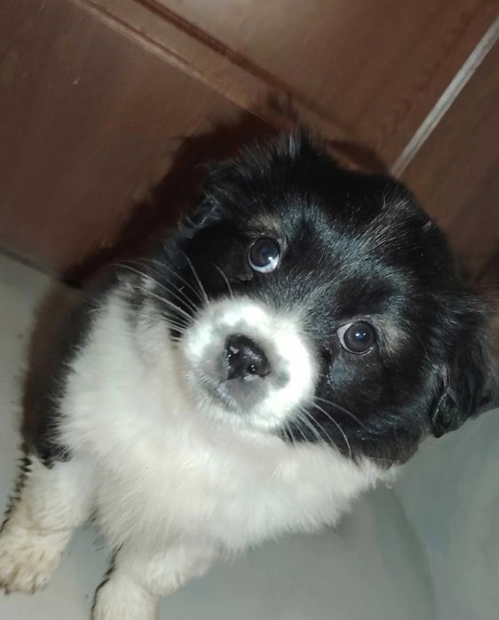 Donez pui de cățel!!!