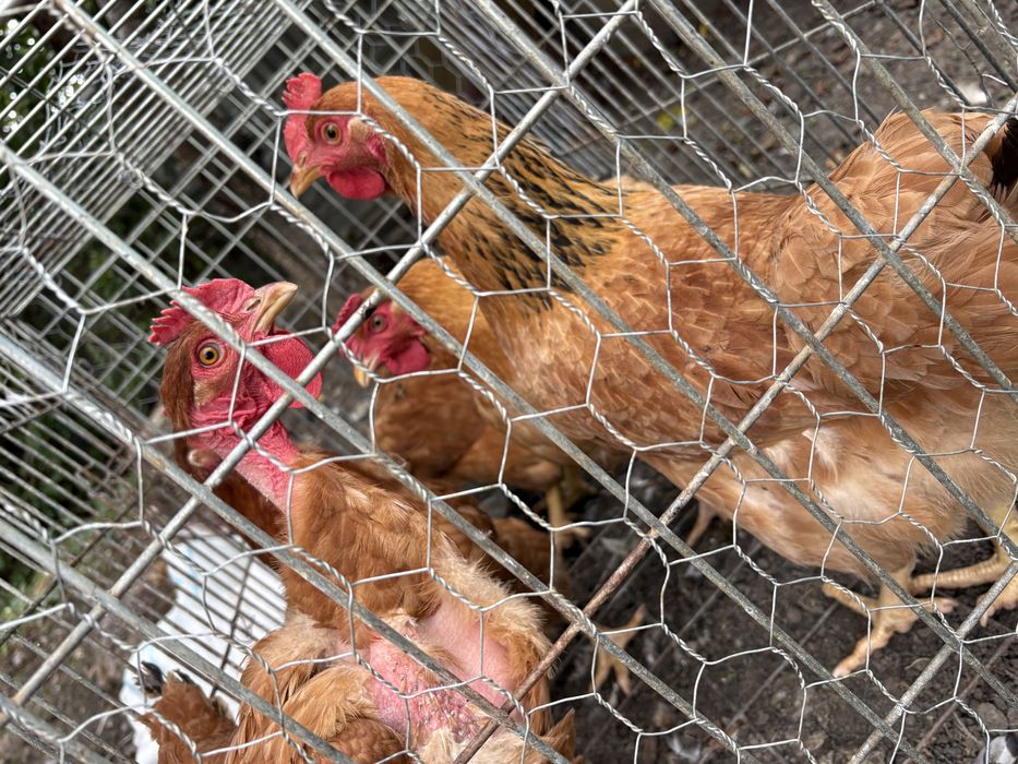 Cocosi si gaini kabir , crescuti natural