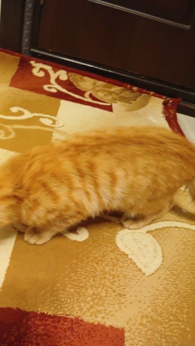 Чистокровный кот