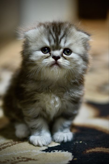 Британские котята