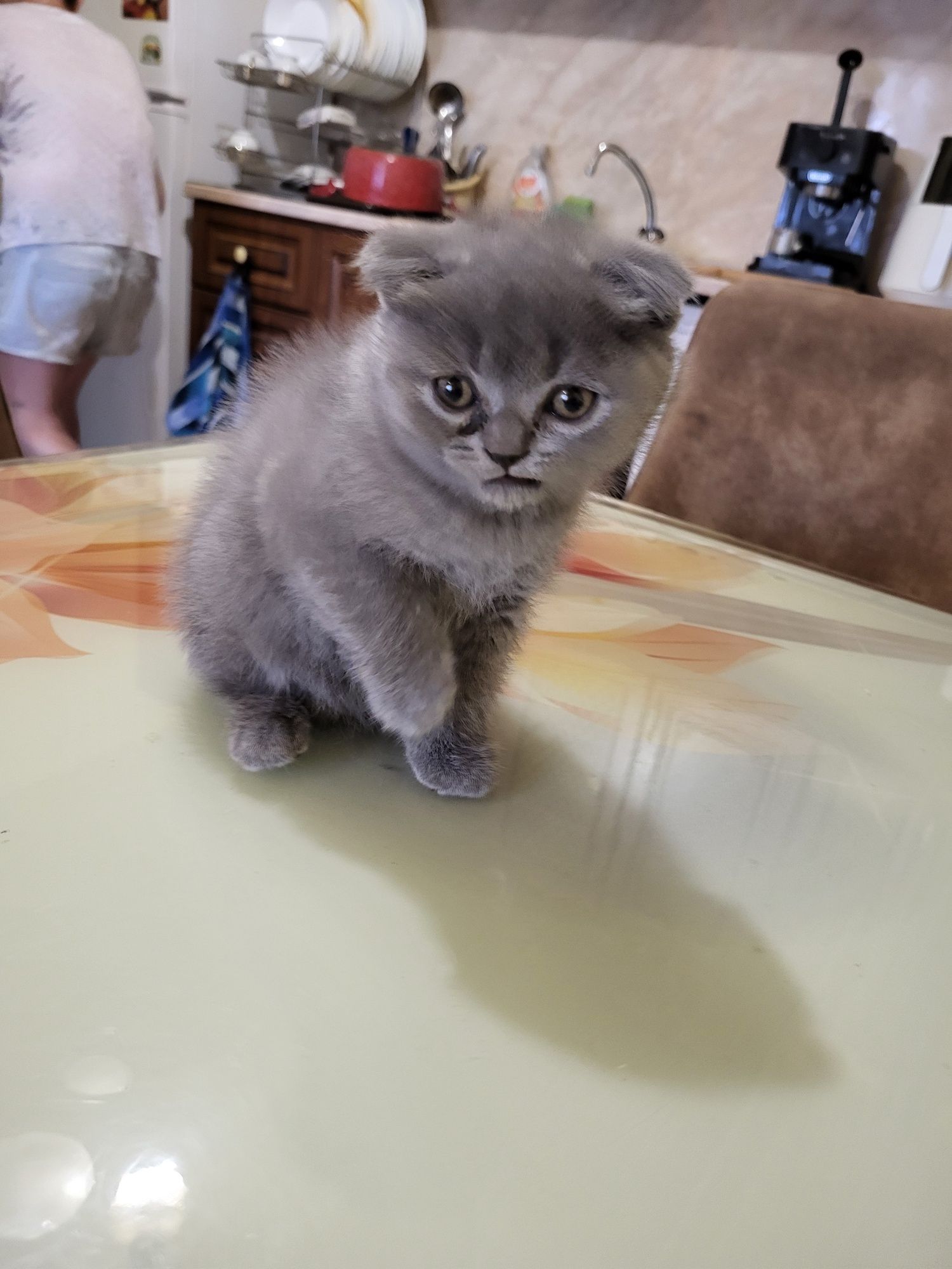 Британско клепоухо коте