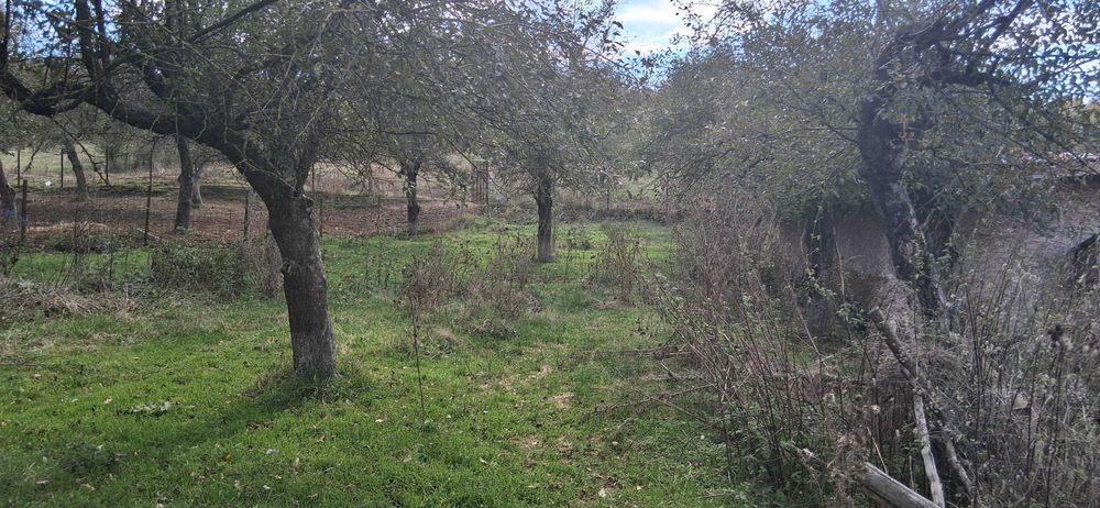 Ferma de vanzare , zona Dambu