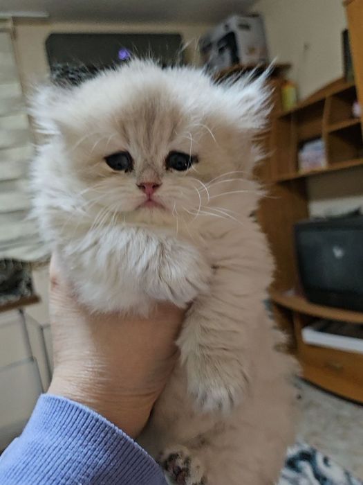 Родословно момиче британска  синьо злато