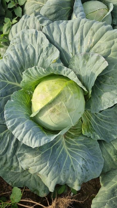 Varza alba bucharest