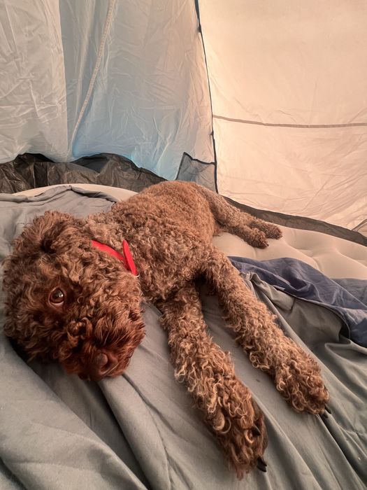 Кученца Lagotto Romagnolo