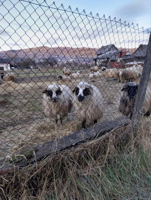 Oi tinere frumoase doresc sa isi  schimbe stăpânul 43 de bucati