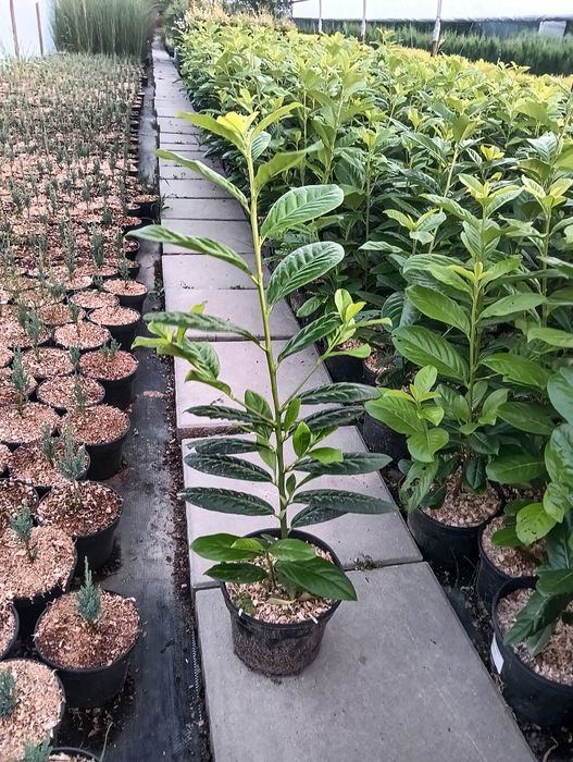 Laur Englezesc Naovita, Prunus Laurocerasus