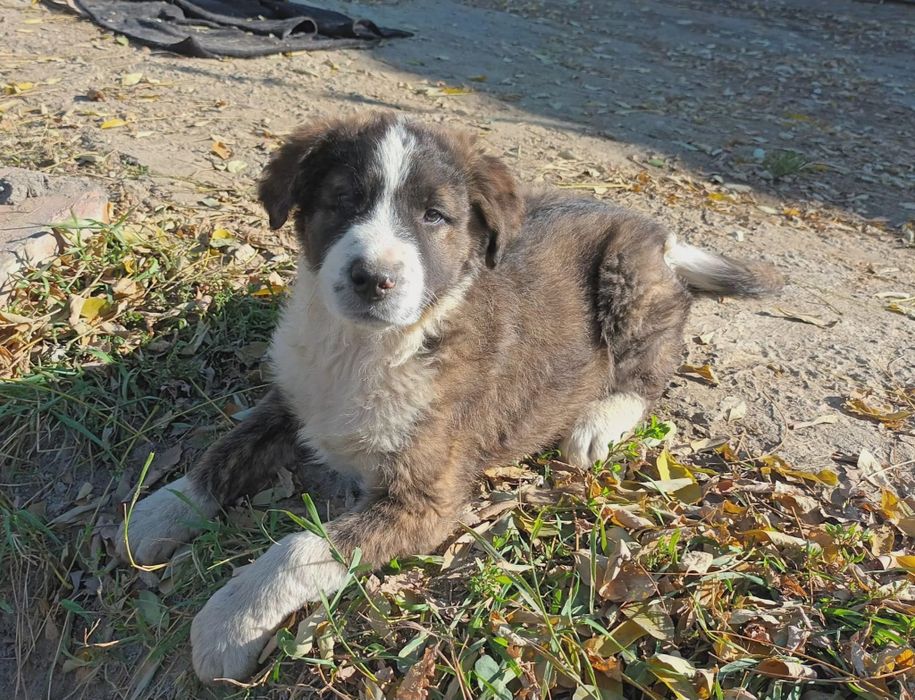 Cătelus băiat caută stăpân(ADOPTIE)