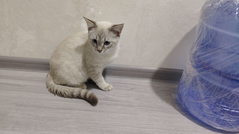 Mushuk sotiladi uy mushugi