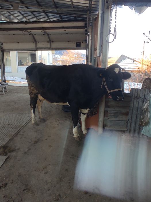 Буаз Сиыр сатамын