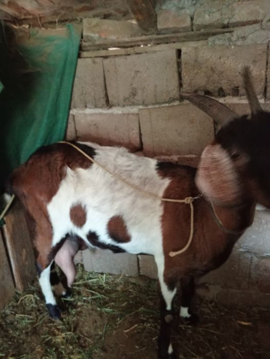 Vând capră cu vârsta de 3 ani
