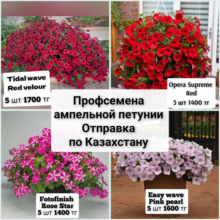 Профсемена ампельной петунии