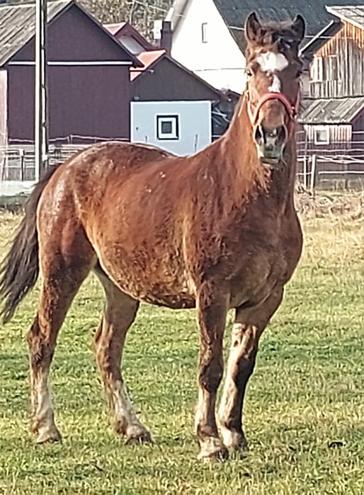 Vând cal foarte blând