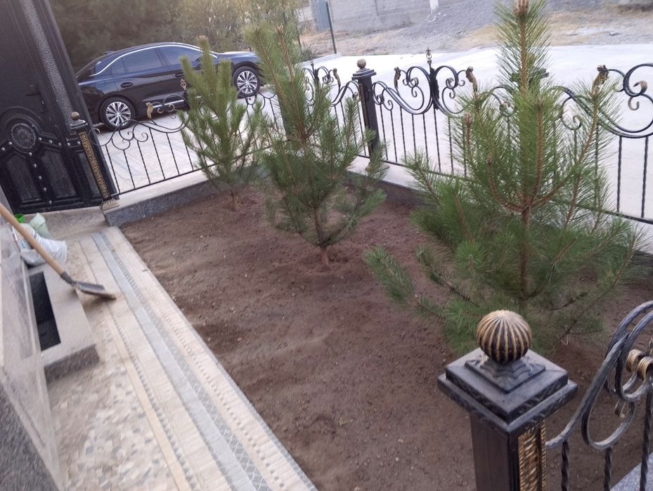 Majvenik stirchka spiral zaborni banzaylari bor chupachupis