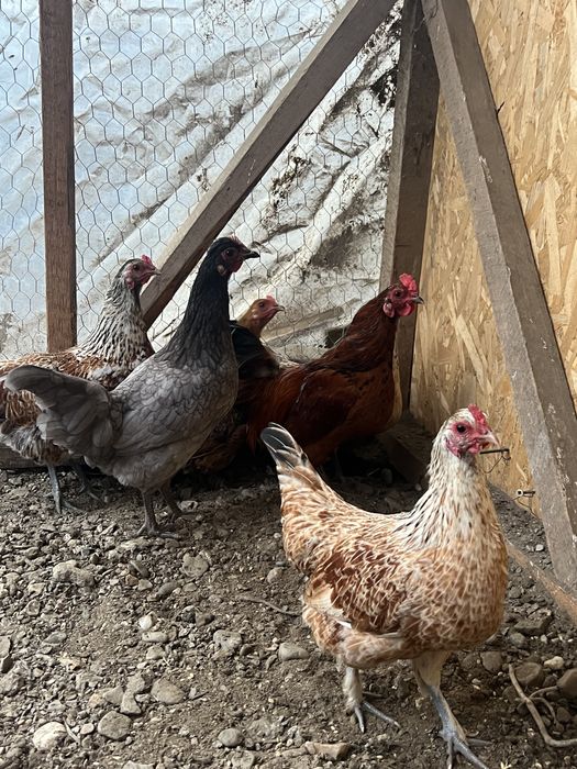 De vânzare găini pitice de anul acesta