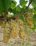 struguri de vin, productie 2025